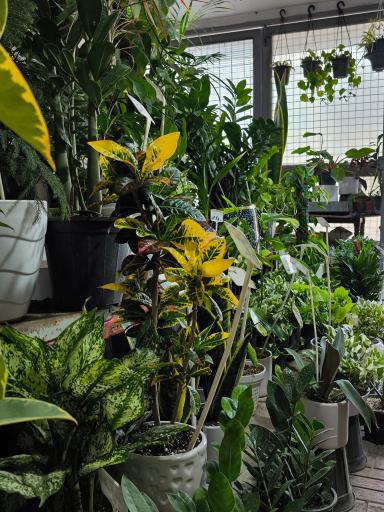 عکس گل‌های آپارتمانی محمدی