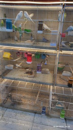 عکس پرنده فروشی مبارکی