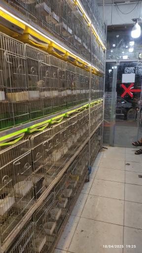 پرنده فروشی مبارکی