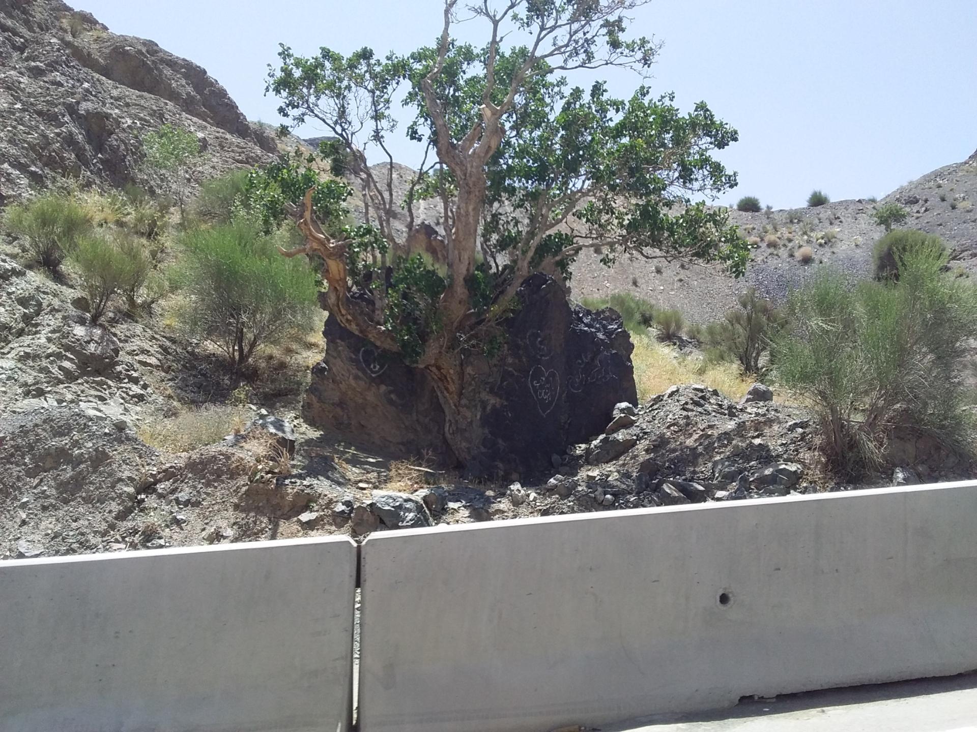 عکس درخت پسته میان سنگ