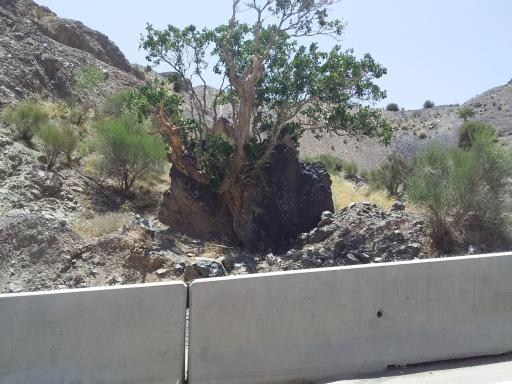 عکس درخت پسته میان سنگ