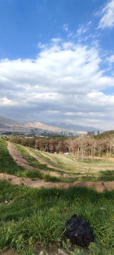 عکس پارک جنگلی چیتگر