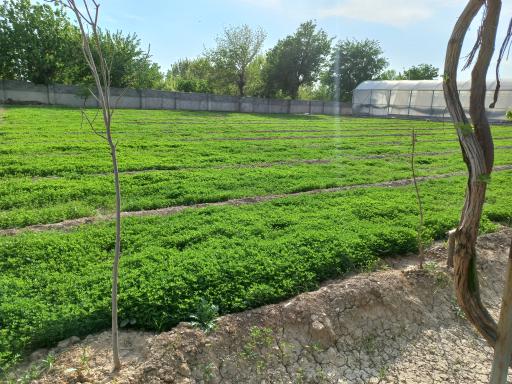 عکس گلخانه طهرانی 