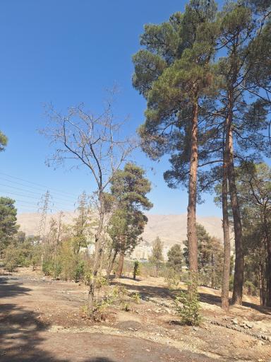 عکس پارک جنگلی چیتگر