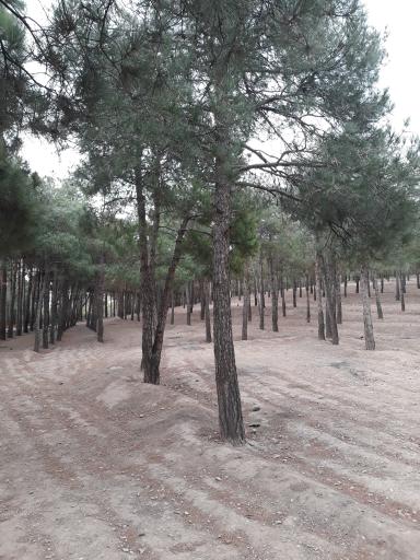 عکس پارک جنگلی چیتگر