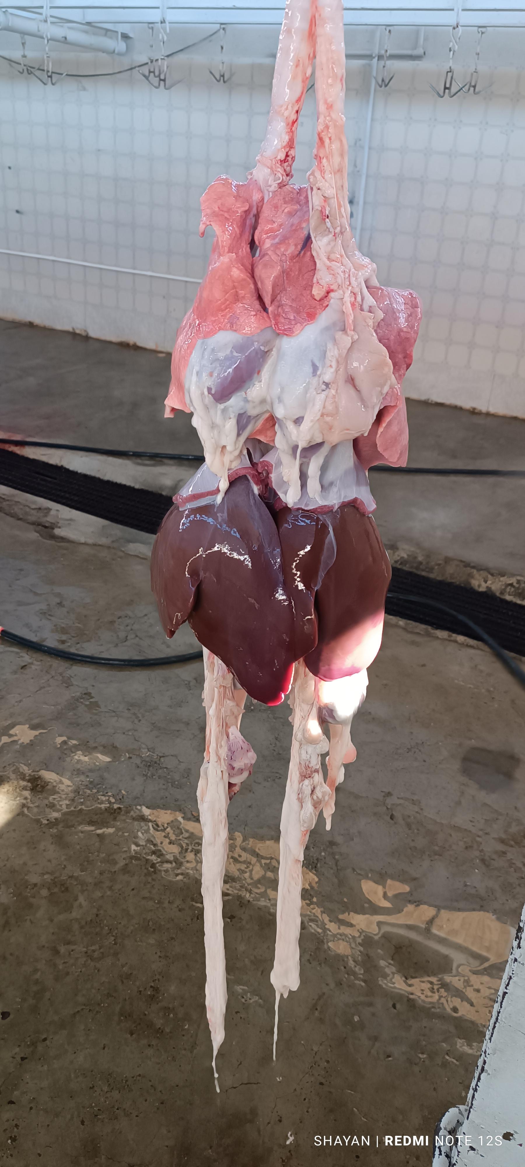 عکس قصابی شایان 