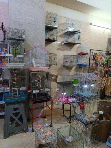 عکس پرنده سرای آراد 