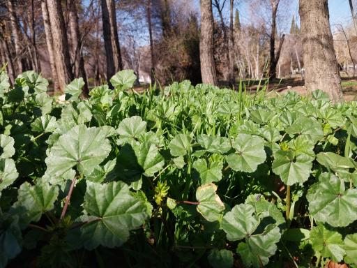 عکس پارک آزادگان شهرستان زرقان