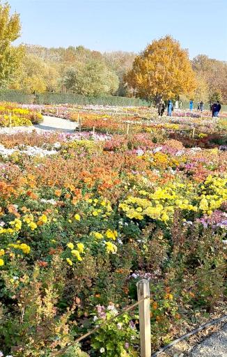 گل های داوودی باغ گیاه شناسی 