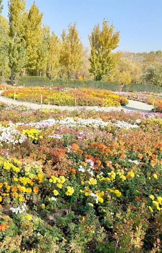 عکس گل های داوودی باغ گیاه شناسی 