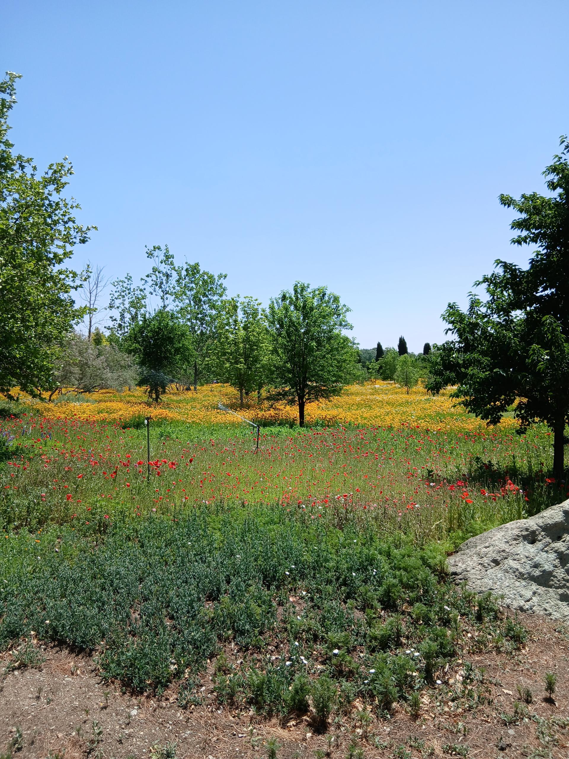 عکس گل های داوودی باغ گیاه شناسی 