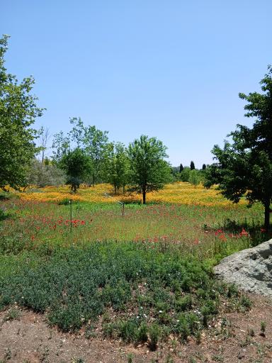 گل های داوودی باغ گیاه شناسی 