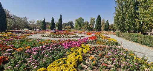 عکس گل های داوودی باغ گیاه شناسی 