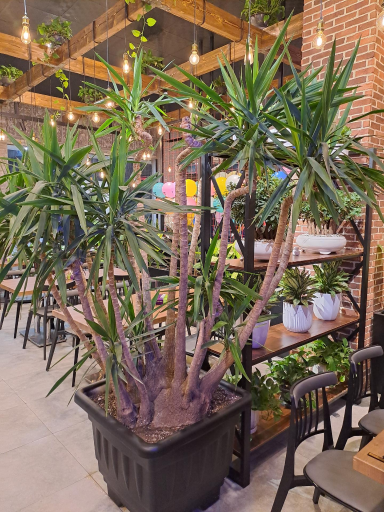 عکس پیتزا سیب ۳۶۰