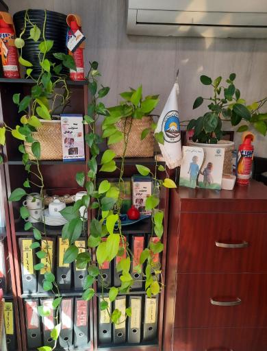 عکس بیمه ایران (عارف نسب)