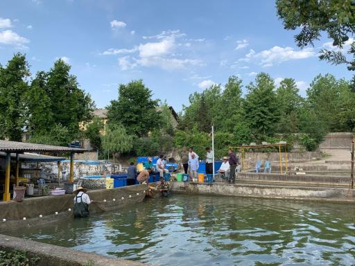عکس پرورش ماهی سهراب خوشحال