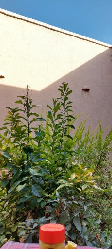 عکس اقامتگاه بومگردی خانه رستم