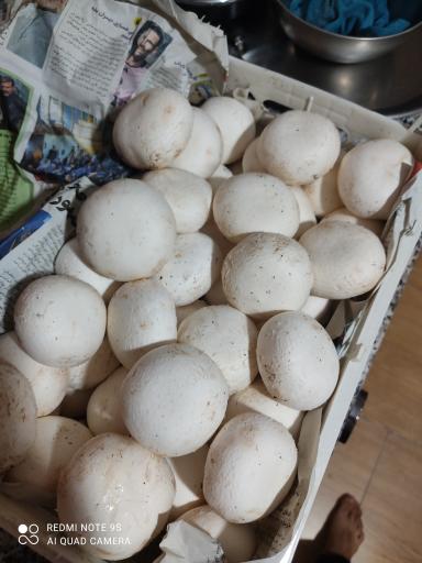 عکس پرورش قارچ مهران