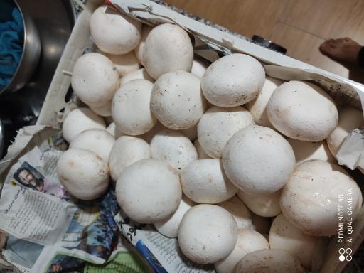 عکس پرورش قارچ مهران