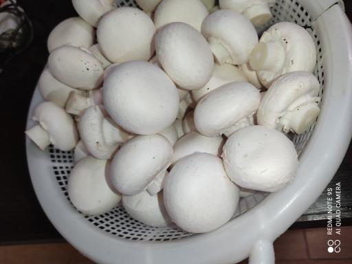 عکس پرورش قارچ مهران