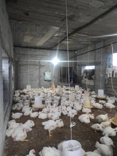 عکس مرغ زنده فروشی اسدی