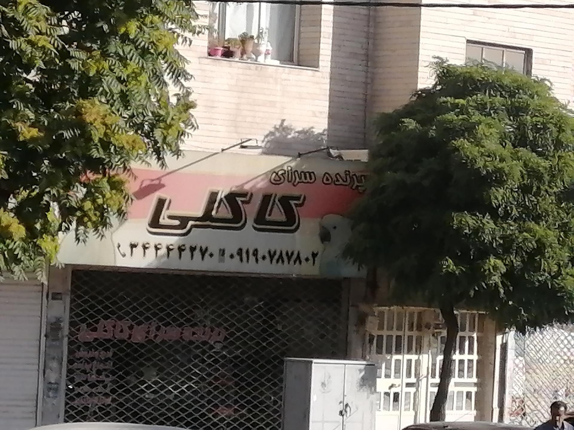 عکس پرنده سرای کاکلی