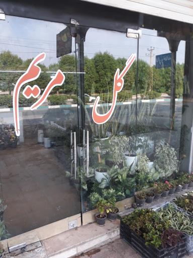 عکس گل سرای مریم