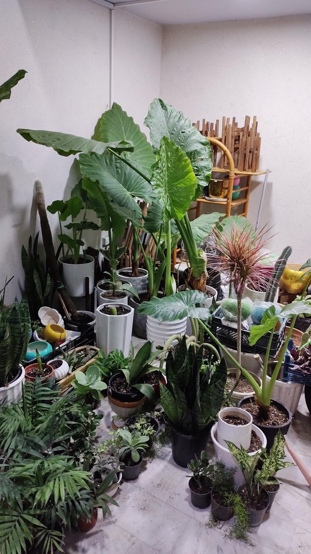 عکس گل و گلدون عمو جواد