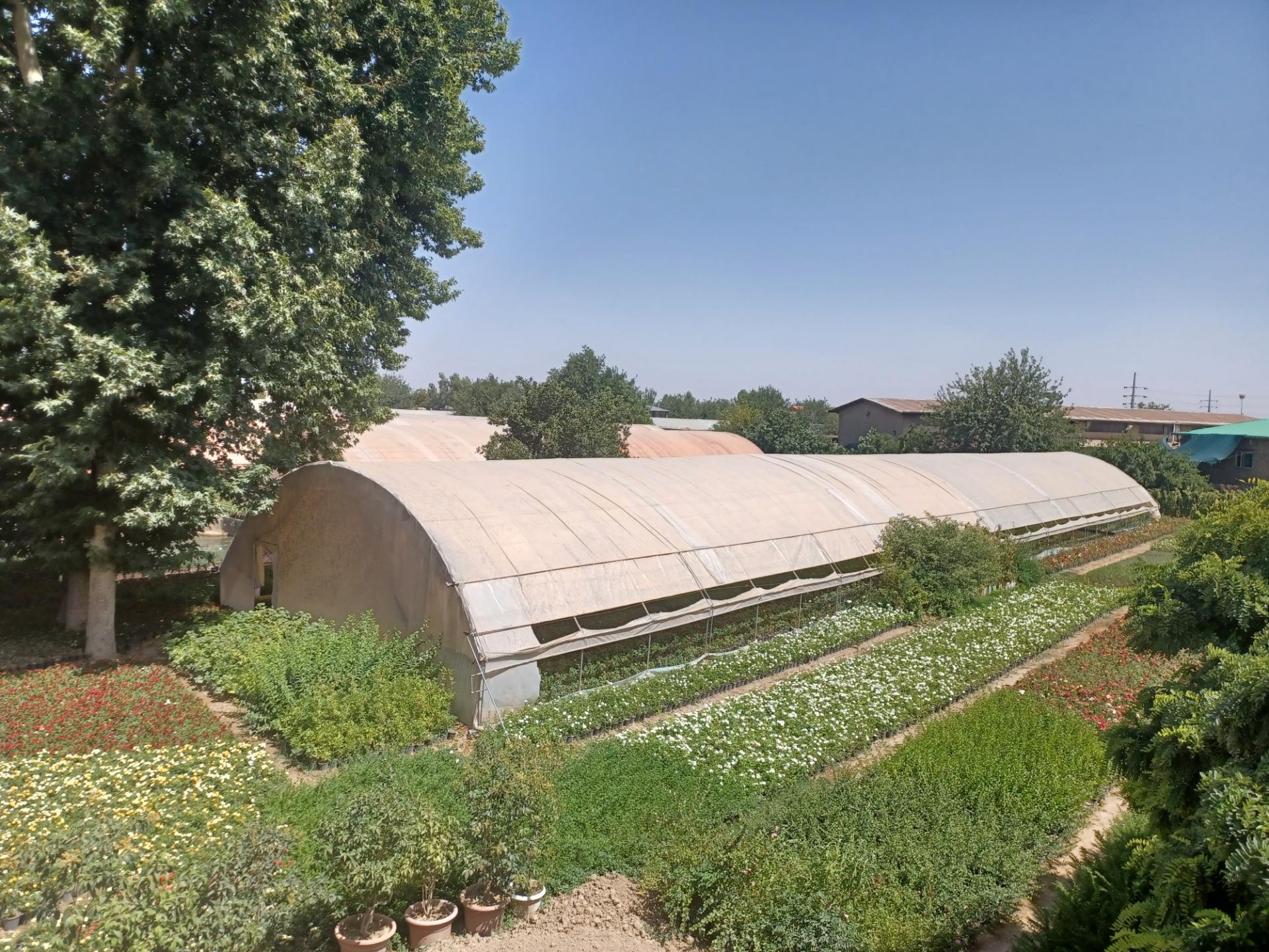 عکس باغ گل معصوم زاده ۱