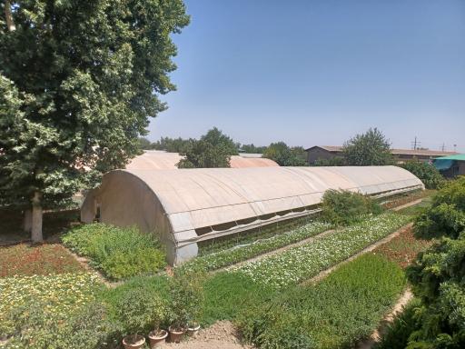 عکس باغ گل معصوم زاده ۱