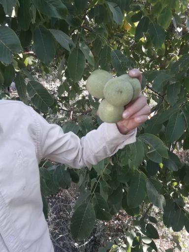 محمودآباد