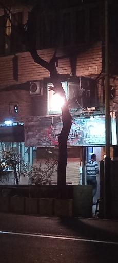 عکس ساندویچ محمود