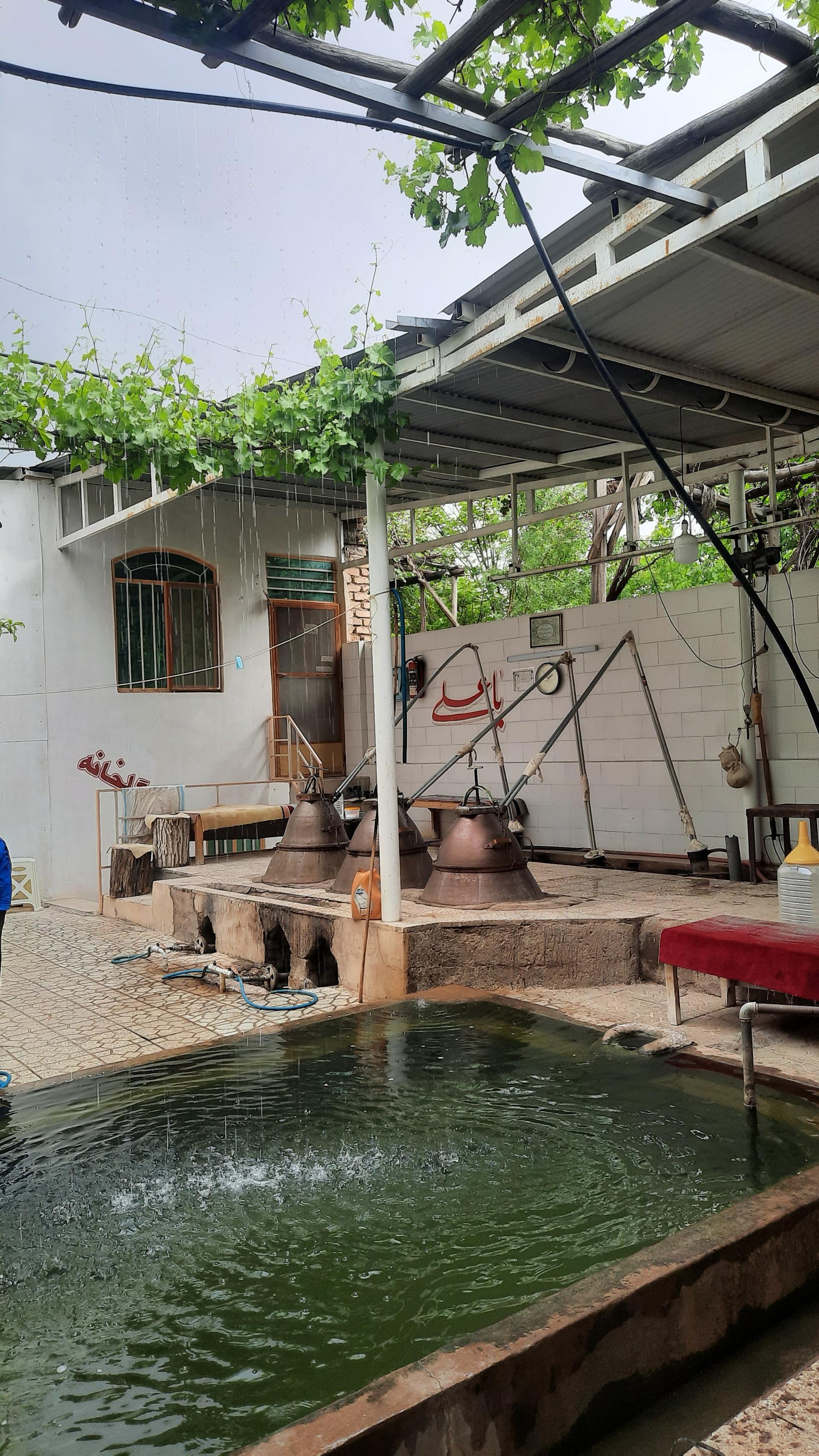 عکس گلابگیری نیایش