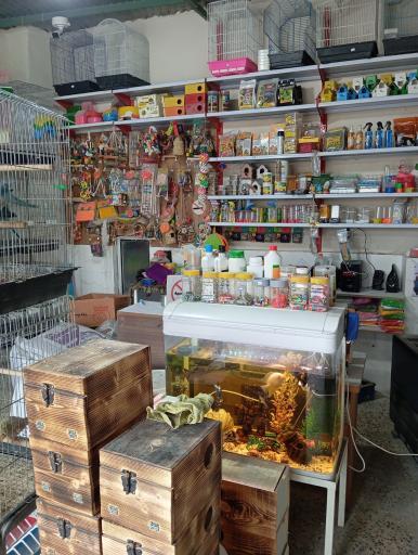 عکس پرنده سرای ققنوس 