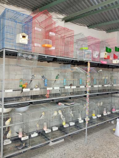 عکس پرنده سرای ققنوس 