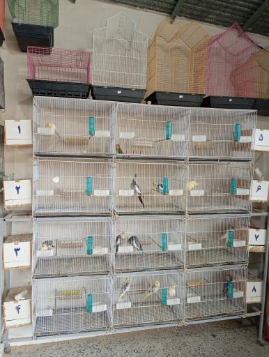 عکس پرنده سرای ققنوس 