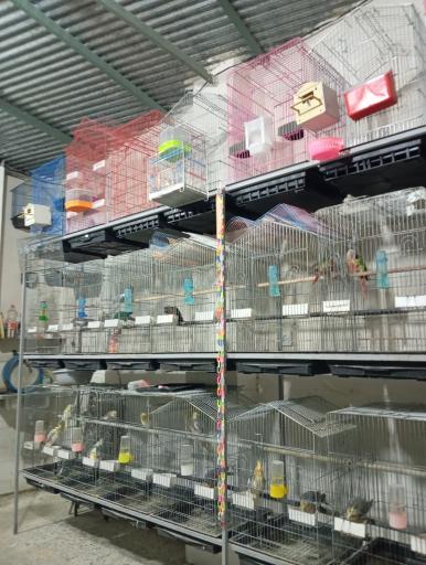 عکس پرنده سرای ققنوس 