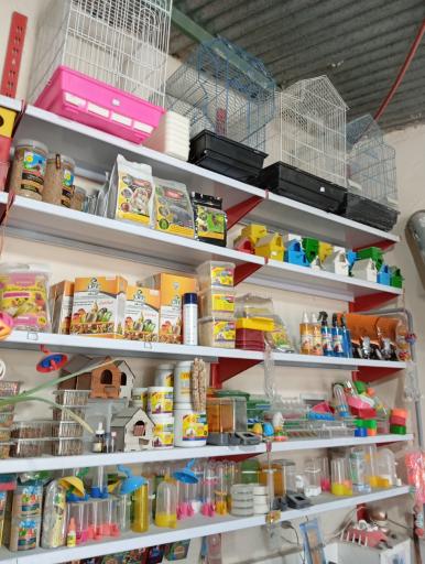 عکس پرنده سرای ققنوس 