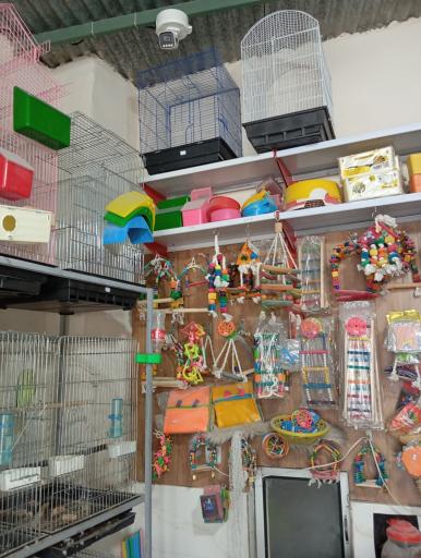 عکس پرنده سرای ققنوس 