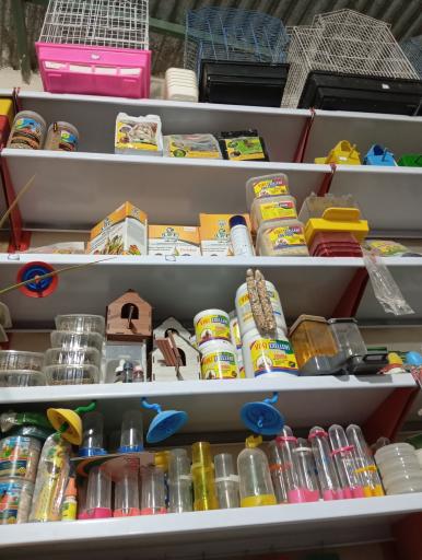 عکس پرنده سرای ققنوس 