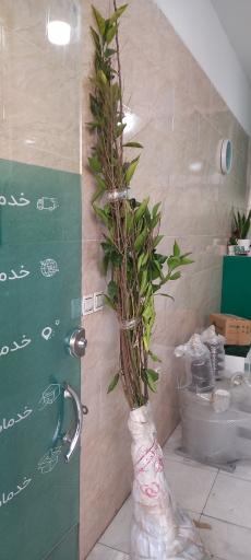 عکس تیپاکس ملارد