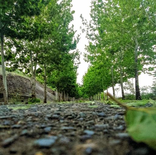 عکس داغلار باغی پره