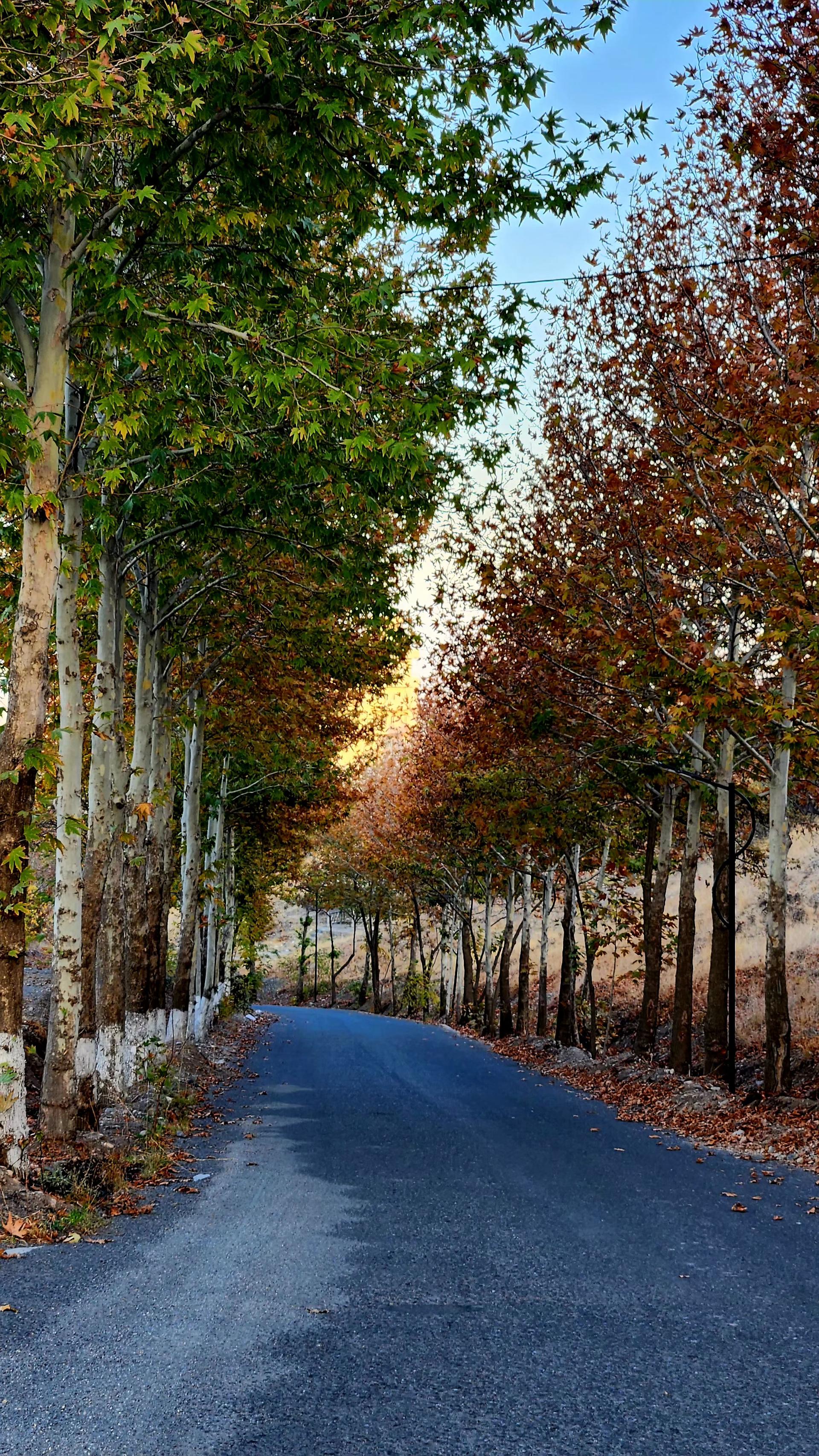 عکس داغلار باغی پره