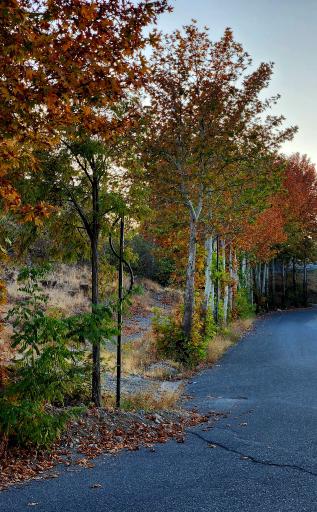 عکس داغلار باغی پره