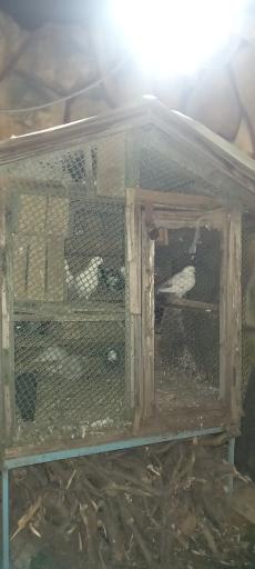 عکس مجموعه رستورانی آوینا