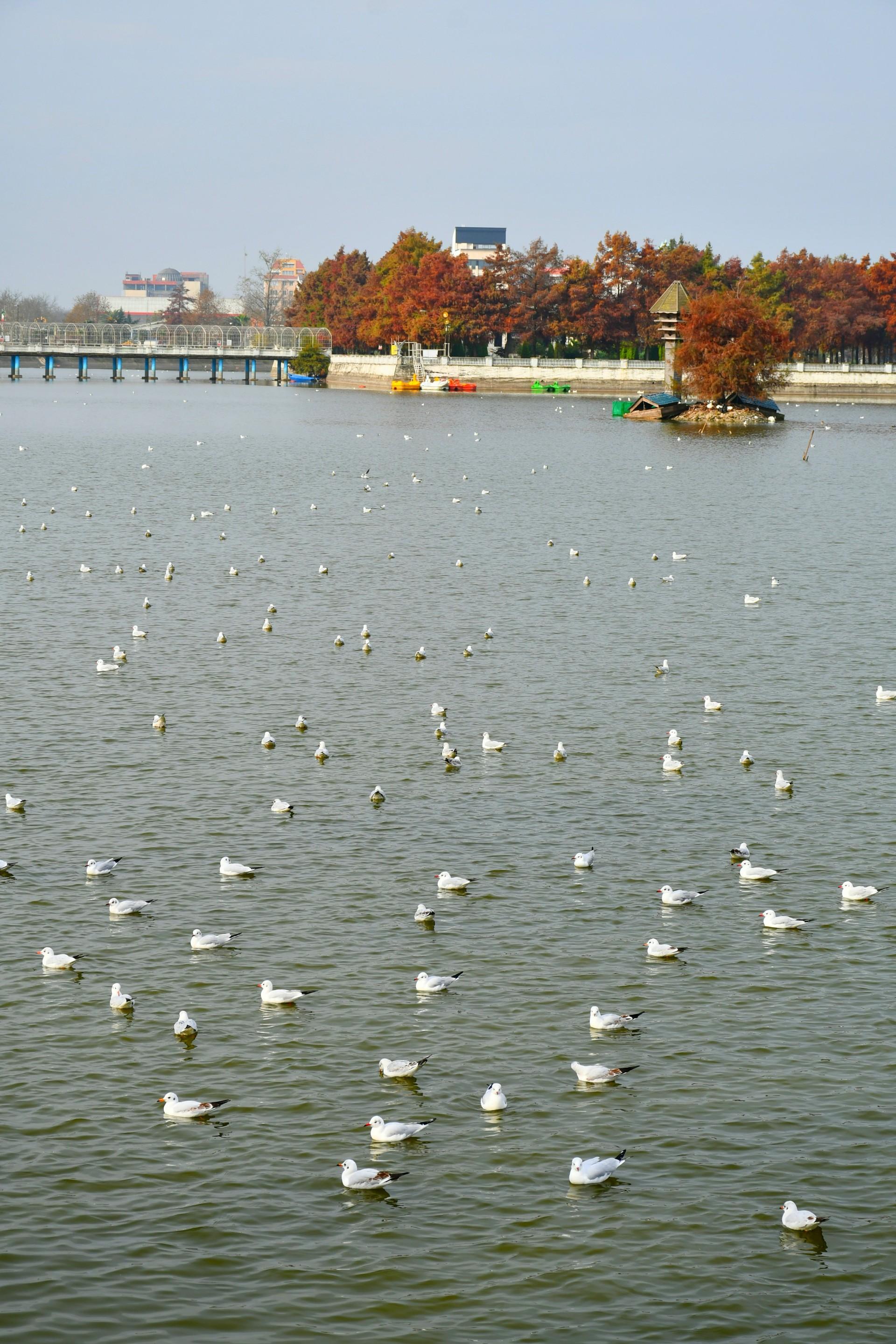 عکس جزیره استخر لاهیجان