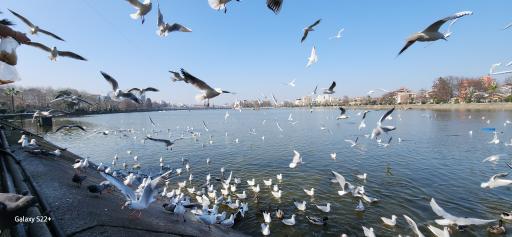 عکس جزیره استخر لاهیجان