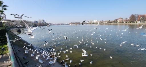 عکس جزیره استخر لاهیجان