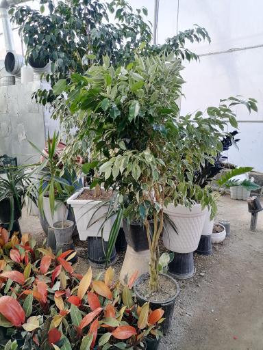 عکس گلخانه باغبان 