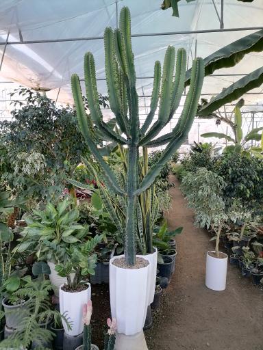 عکس گلخانه باغبان 